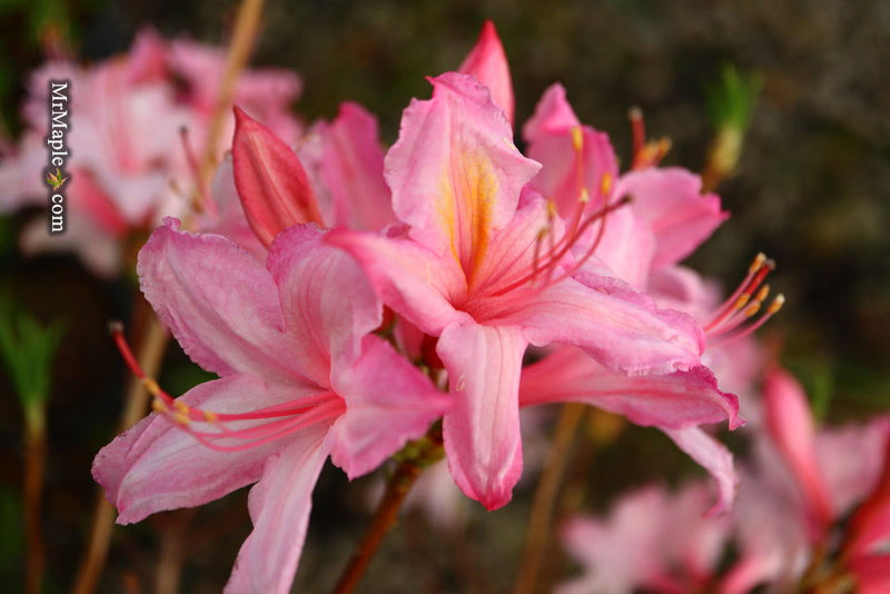 - Azalea 'Candy Lights’ Pink Flowers Deciduous Azalea - Mr Maple │ Buy Japanese Maple Trees