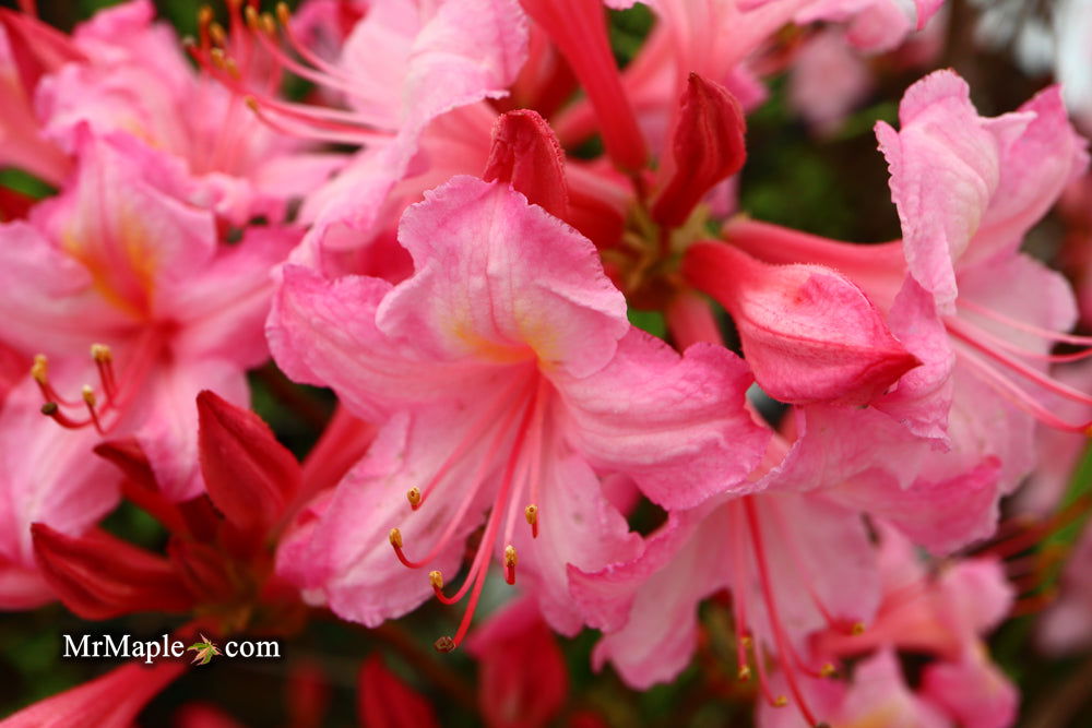 Buy Azalea 'Candy Lights' Pink Flowers Deciduous Azalea — Mr Maple