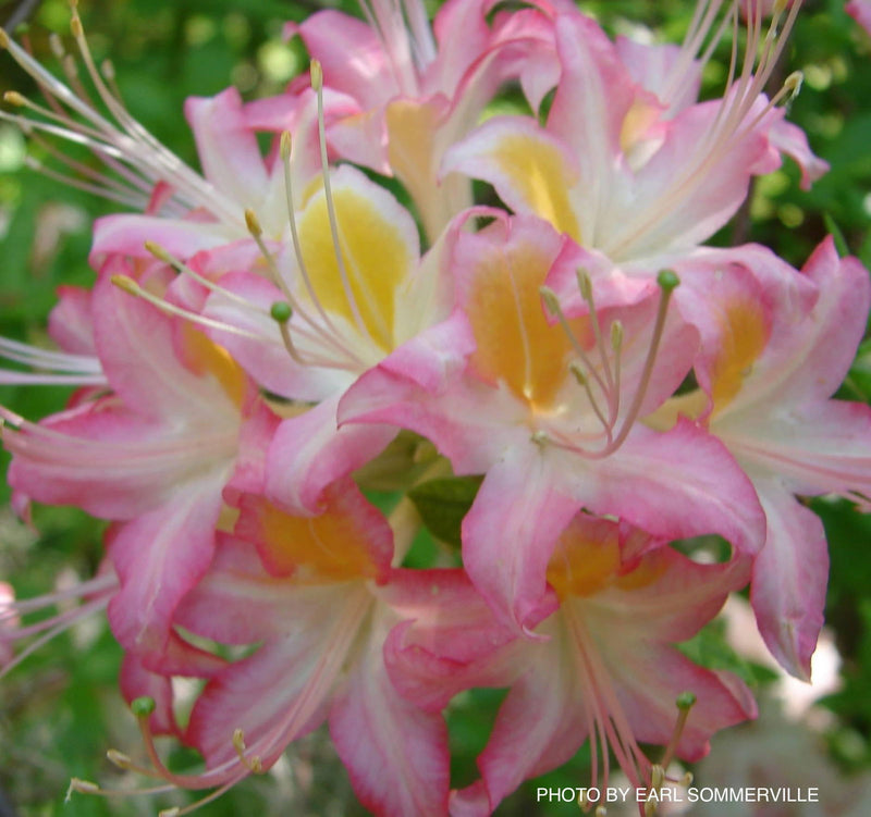 - Azalea 'Candy Stripe’ Oconee Native Azalea - Mr Maple │ Buy Japanese Maple Trees