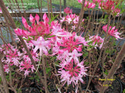 - Azalea 'Candy Striper' Native Piedmont Azalea - Mr Maple │ Buy Japanese Maple Trees