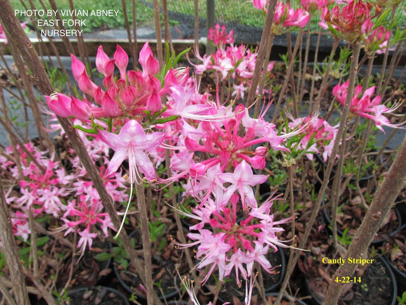 - Azalea 'Candy Striper' Native Piedmont Azalea - Mr Maple │ Buy Japanese Maple Trees