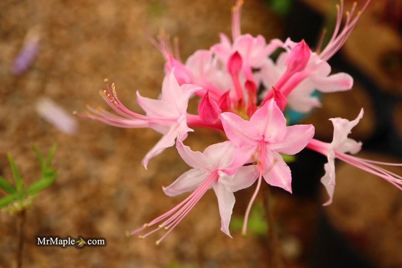 - Azalea 'Candy Striper' Native Piedmont Azalea - Mr Maple │ Buy Japanese Maple Trees