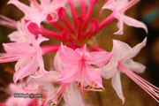 - Azalea 'Candy Striper' Native Piedmont Azalea - Mr Maple │ Buy Japanese Maple Trees