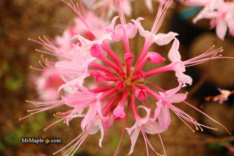 - Azalea 'Candy Striper' Native Piedmont Azalea - Mr Maple │ Buy Japanese Maple Trees
