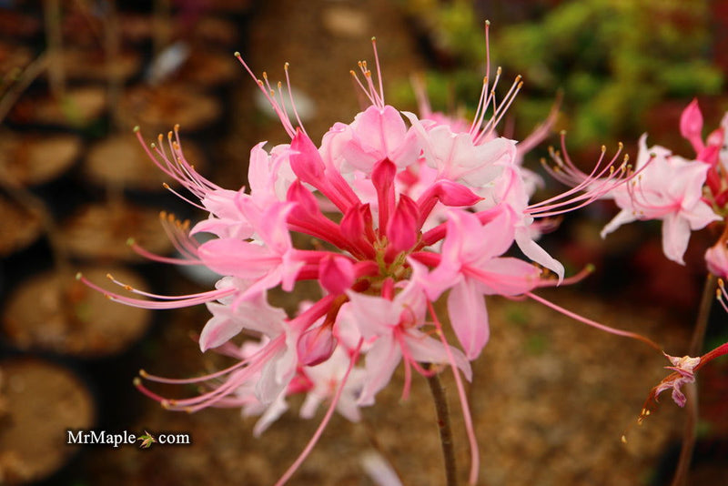 - Azalea 'Candy Striper' Native Piedmont Azalea - Mr Maple │ Buy Japanese Maple Trees