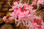 - Azalea 'Candy Striper' Native Piedmont Azalea - Mr Maple │ Buy Japanese Maple Trees