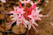 - Azalea 'Candy Striper' Native Piedmont Azalea - Mr Maple │ Buy Japanese Maple Trees