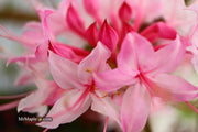 - Azalea 'Candy Striper' Native Piedmont Azalea - Mr Maple │ Buy Japanese Maple Trees