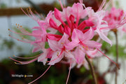- Azalea 'Candy Striper' Native Piedmont Azalea - Mr Maple │ Buy Japanese Maple Trees