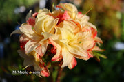 - Azalea 'Cannon's Double' Deciduous Azalea - Mr Maple │ Buy Japanese Maple Trees