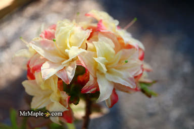 - Azalea 'Cannon's Double' Deciduous Azalea - Mr Maple │ Buy Japanese Maple Trees