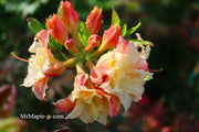 - Azalea 'Cannon's Double' Deciduous Azalea - Mr Maple │ Buy Japanese Maple Trees