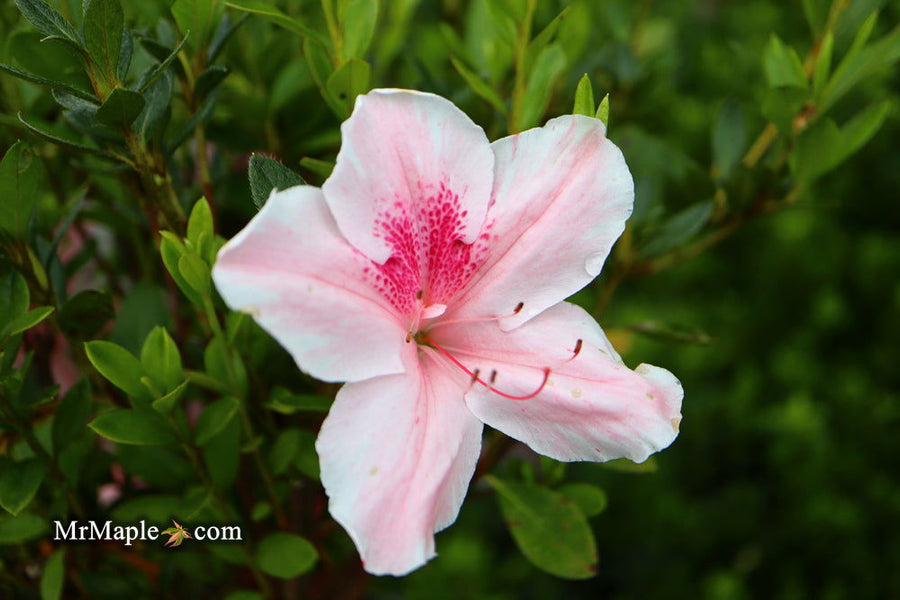 Buy Azalea 'Cavendish' Southern Indica Azalea — Mr Maple │ Buy