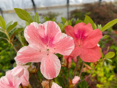 - Azalea 'Cavendish’ Southern Indica Azalea - Mr Maple │ Buy Japanese Maple Trees