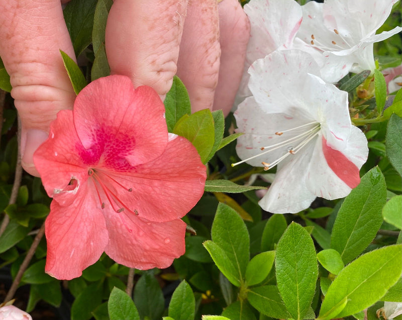 - Azalea 'Cavendish’ Southern Indica Azalea - Mr Maple │ Buy Japanese Maple Trees