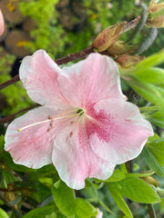- Azalea 'Cavendish’ Southern Indica Azalea - Mr Maple │ Buy Japanese Maple Trees