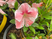 - Azalea 'Cavendish’ Southern Indica Azalea - Mr Maple │ Buy Japanese Maple Trees