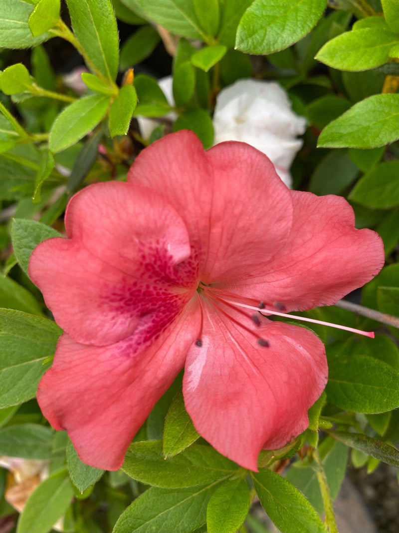 - Azalea 'Cavendish’ Southern Indica Azalea - Mr Maple │ Buy Japanese Maple Trees