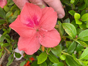 - Azalea 'Cavendish’ Southern Indica Azalea - Mr Maple │ Buy Japanese Maple Trees