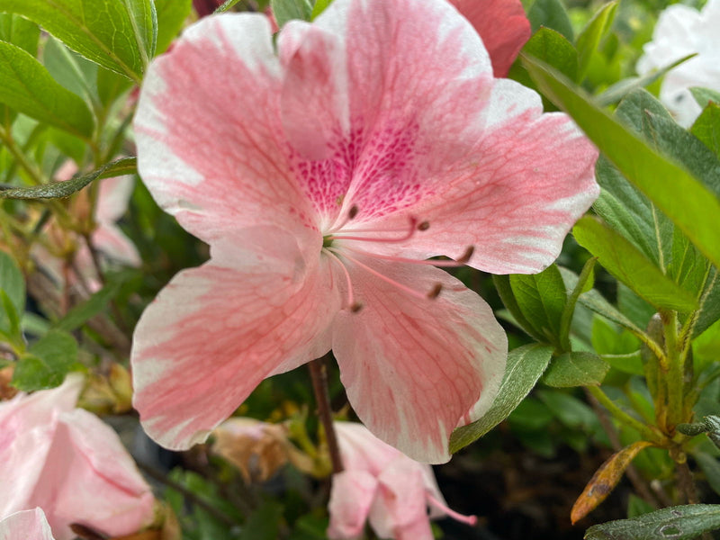 - Azalea 'Cavendish’ Southern Indica Azalea - Mr Maple │ Buy Japanese Maple Trees