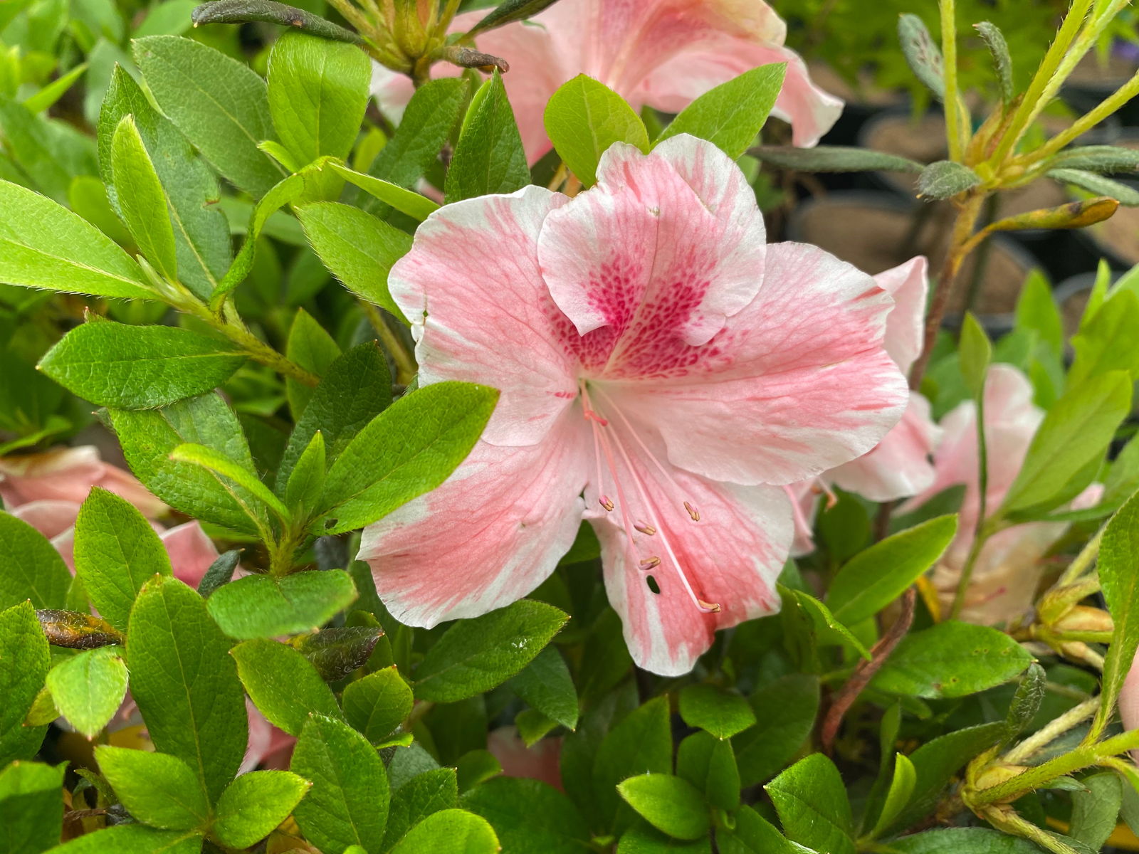 Buy Azalea 'Cavendish' Southern Indica Azalea — Mr Maple │ Buy