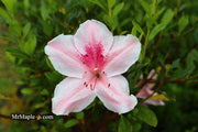 - Azalea 'Cavendish’ Southern Indica Azalea - Mr Maple │ Buy Japanese Maple Trees