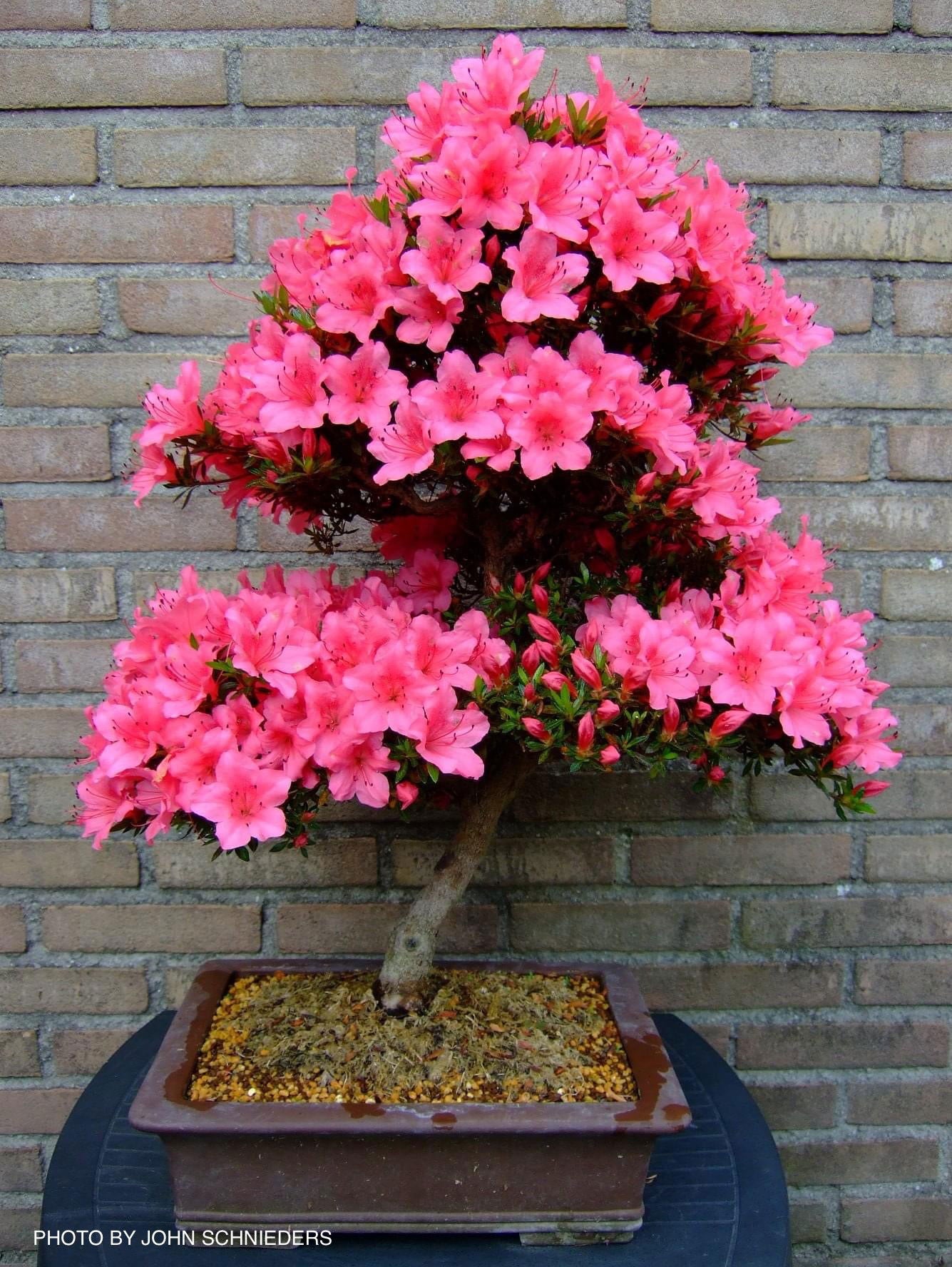 Buy Azalea 'Chinzan' Deep Pink Flowering Satsuki Azalea — Mr Maple