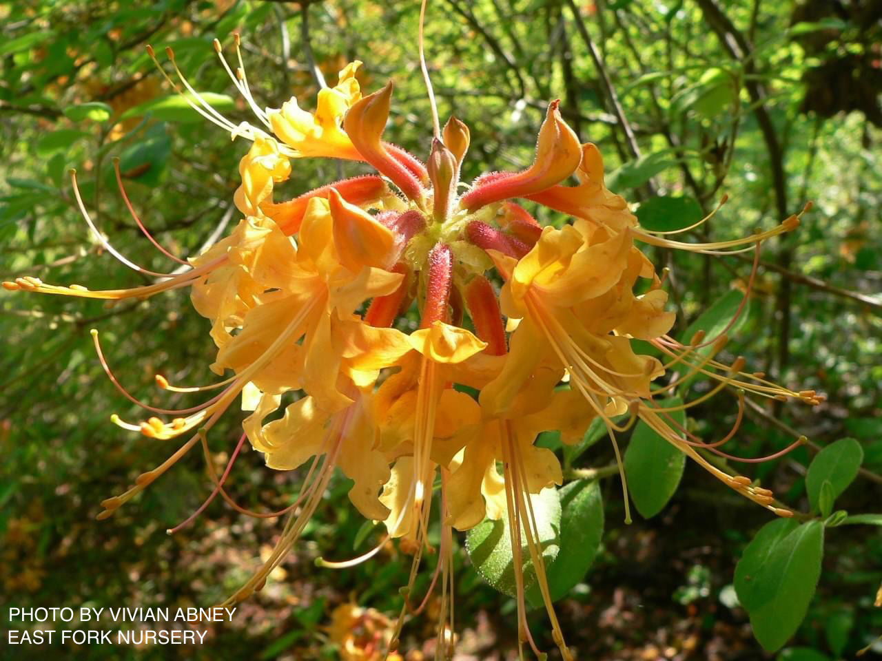 Buy Azalea 'Chipola River' Yellow Native Azalea — Mr Maple │ Buy