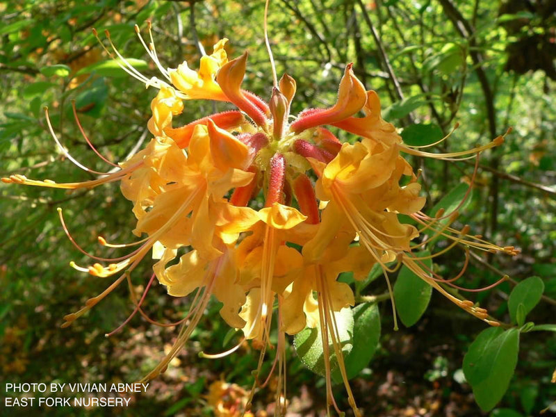 - Azalea 'Chipola River' Yellow Native Azalea - Mr Maple │ Buy Japanese Maple Trees