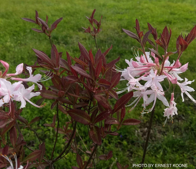 - Azalea 'Chocolate Drop’ Pink Flowering Deciduous Mountain Azalea - Mr Maple │ Buy Japanese Maple Trees