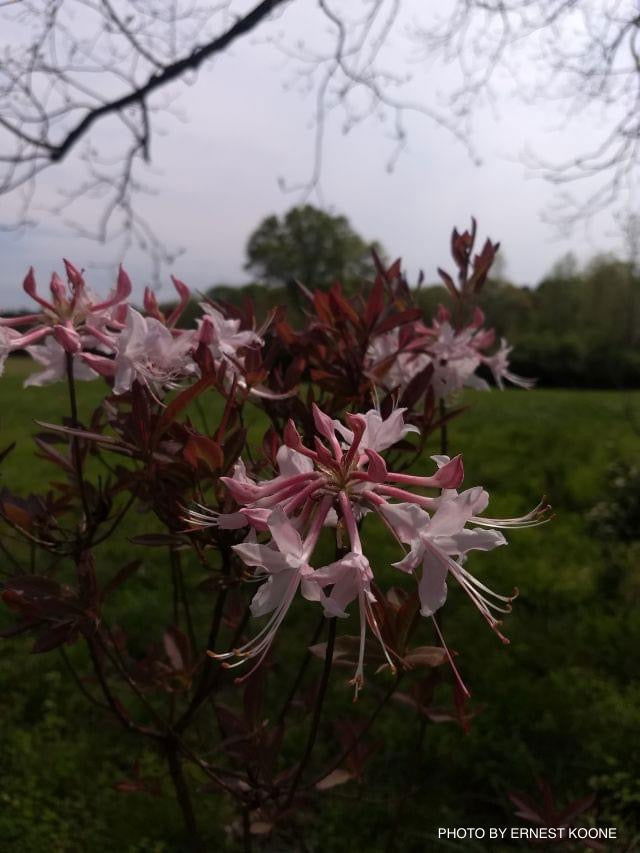 - Azalea 'Chocolate Drop’ Pink Flowering Deciduous Mountain Azalea - Mr Maple │ Buy Japanese Maple Trees