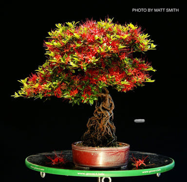 - Azalea 'Chojuho’ Red Flowering Satsuki Azalea - Mr Maple │ Buy Japanese Maple Trees