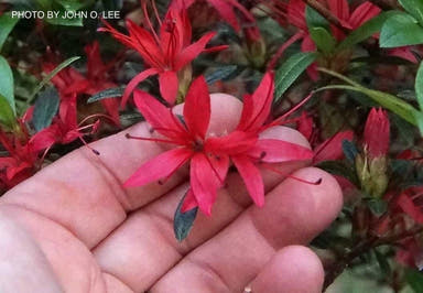 - Azalea 'Chojuho’ Red Flowering Satsuki Azalea - Mr Maple │ Buy Japanese Maple Trees