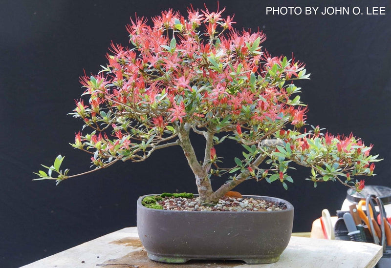 - Azalea 'Chojuho’ Red Flowering Satsuki Azalea - Mr Maple │ Buy Japanese Maple Trees