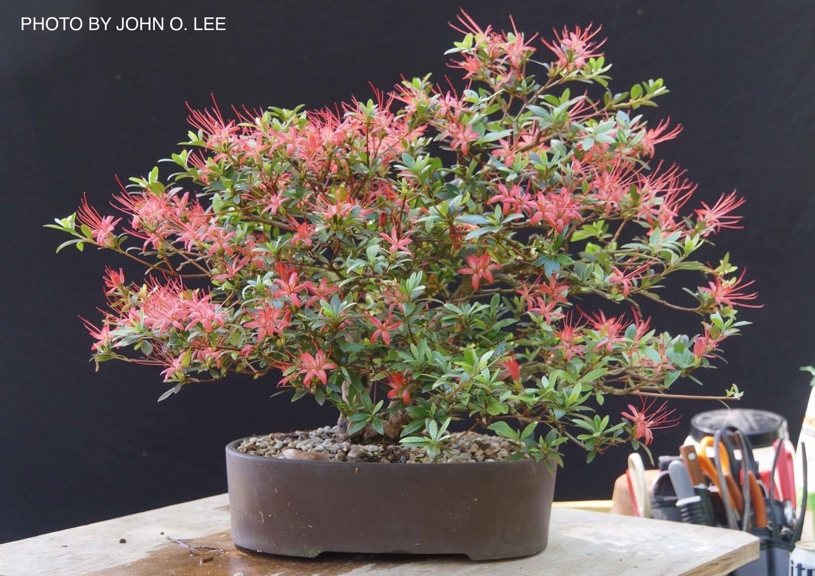 Buy Azalea 'Chojuho' Red Flowering Satsuki Azalea — Mr Maple