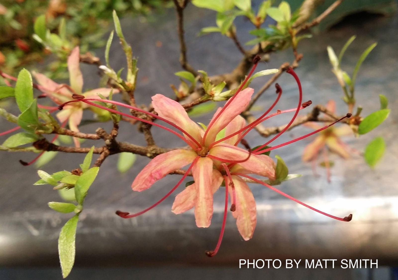 Buy Azalea 'Chojuho' Red Flowering Satsuki Azalea — Mr Maple