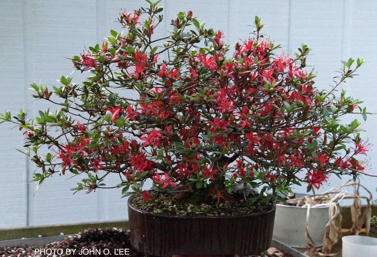 Buy Azalea 'Chojuho' Red Flowering Satsuki Azalea — Mr Maple