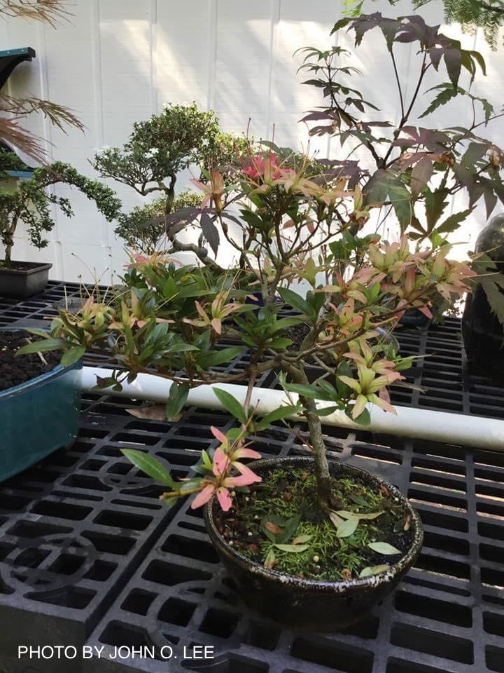 Buy Azalea 'Chojuho' Red Flowering Satsuki Azalea — Mr Maple