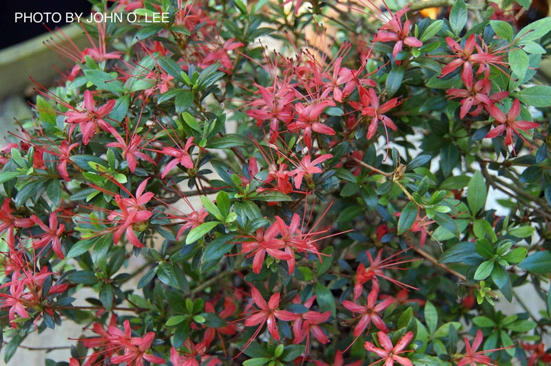- Azalea 'Chojuho’ Red Flowering Satsuki Azalea - Mr Maple │ Buy Japanese Maple Trees