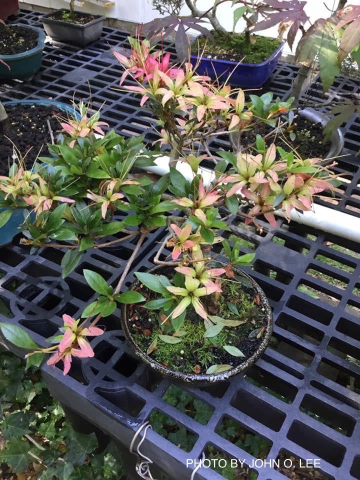 Buy Azalea 'Chojuho' Red Flowering Satsuki Azalea — Mr Maple