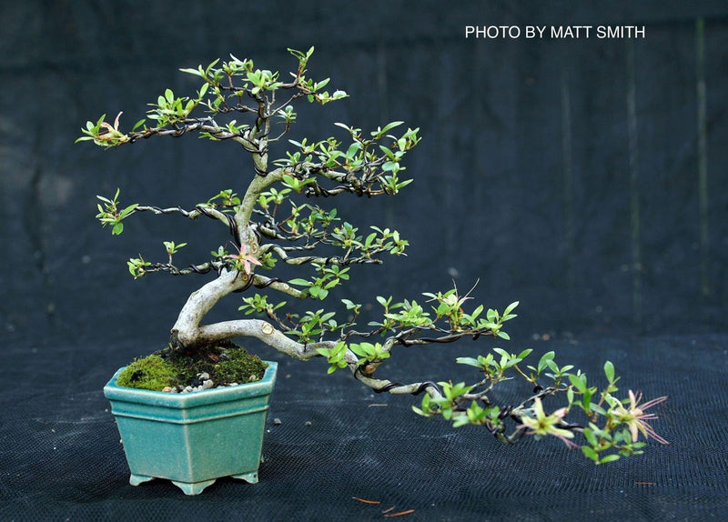 - Azalea 'Chojuho’ Red Flowering Satsuki Azalea - Mr Maple │ Buy Japanese Maple Trees