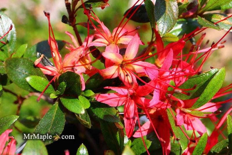 - Azalea 'Chojuho’ Red Flowering Satsuki Azalea - Mr Maple │ Buy Japanese Maple Trees