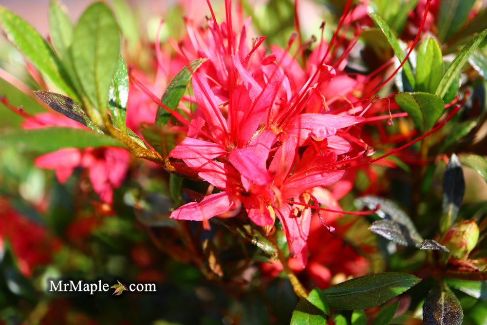 ヤオキ Buy Azalea 'Chojuho' Red Flowering Satsuki Azalea — Mr Maple