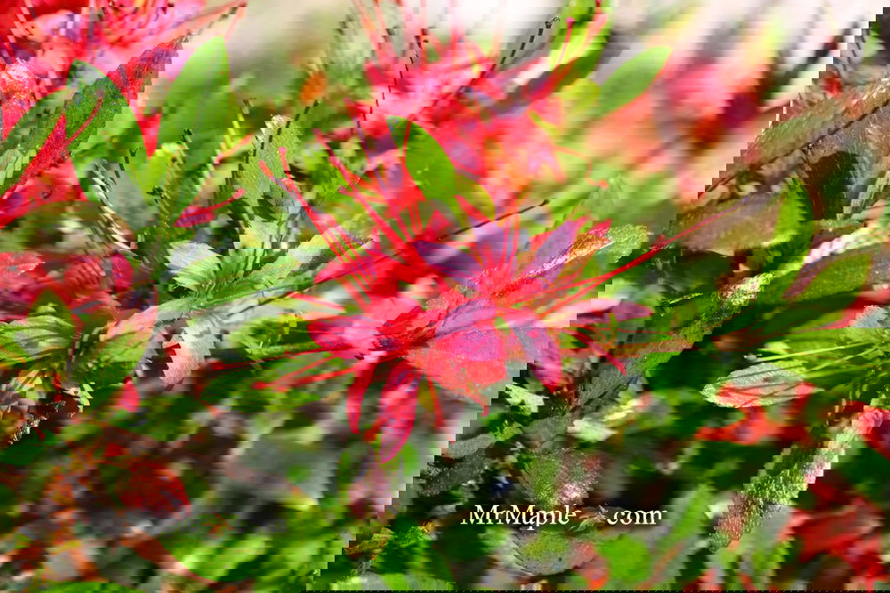 Buy Azalea 'Chojuho' Red Flowering Satsuki Azalea — Mr Maple