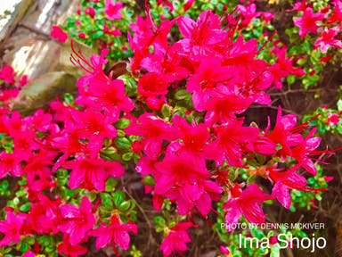 - Azalea 'Christmas Cheer’ Imashojo Red Kurume Azalea - Mr Maple │ Buy Japanese Maple Trees