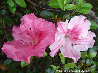 - Azalea 'Conversation Piece’ Variegated Robin Hill Azalea - Mr Maple │ Buy Japanese Maple Trees