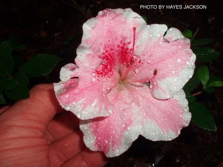 Buy Azalea 'Vibrant' Pink Variegated Robin Hill Azalea — Mr Maple