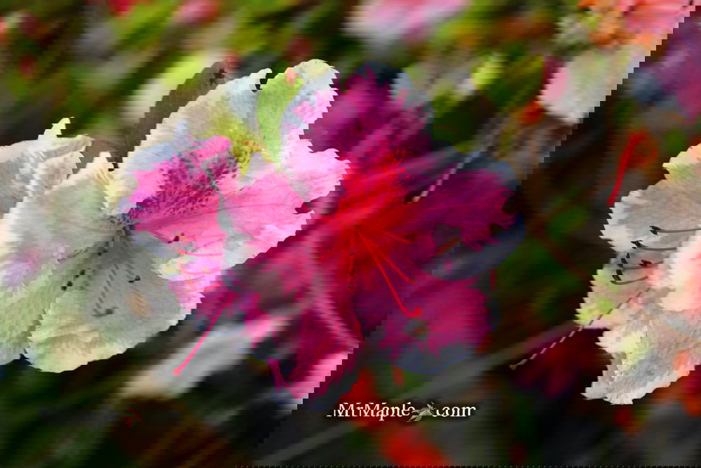 Buy Azalea 'Vibrant' Pink Variegated Robin Hill Azalea — Mr Maple