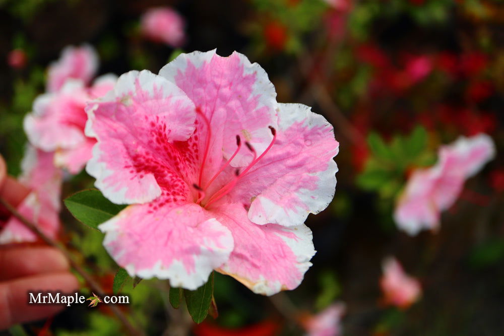 Buy Azalea 'Vibrant' Pink Variegated Robin Hill Azalea — Mr Maple