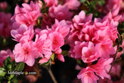 - Azalea 'Coral Bells’ Coral Pink Flowering Kurume Azalea - Mr Maple │ Buy Japanese Maple Trees